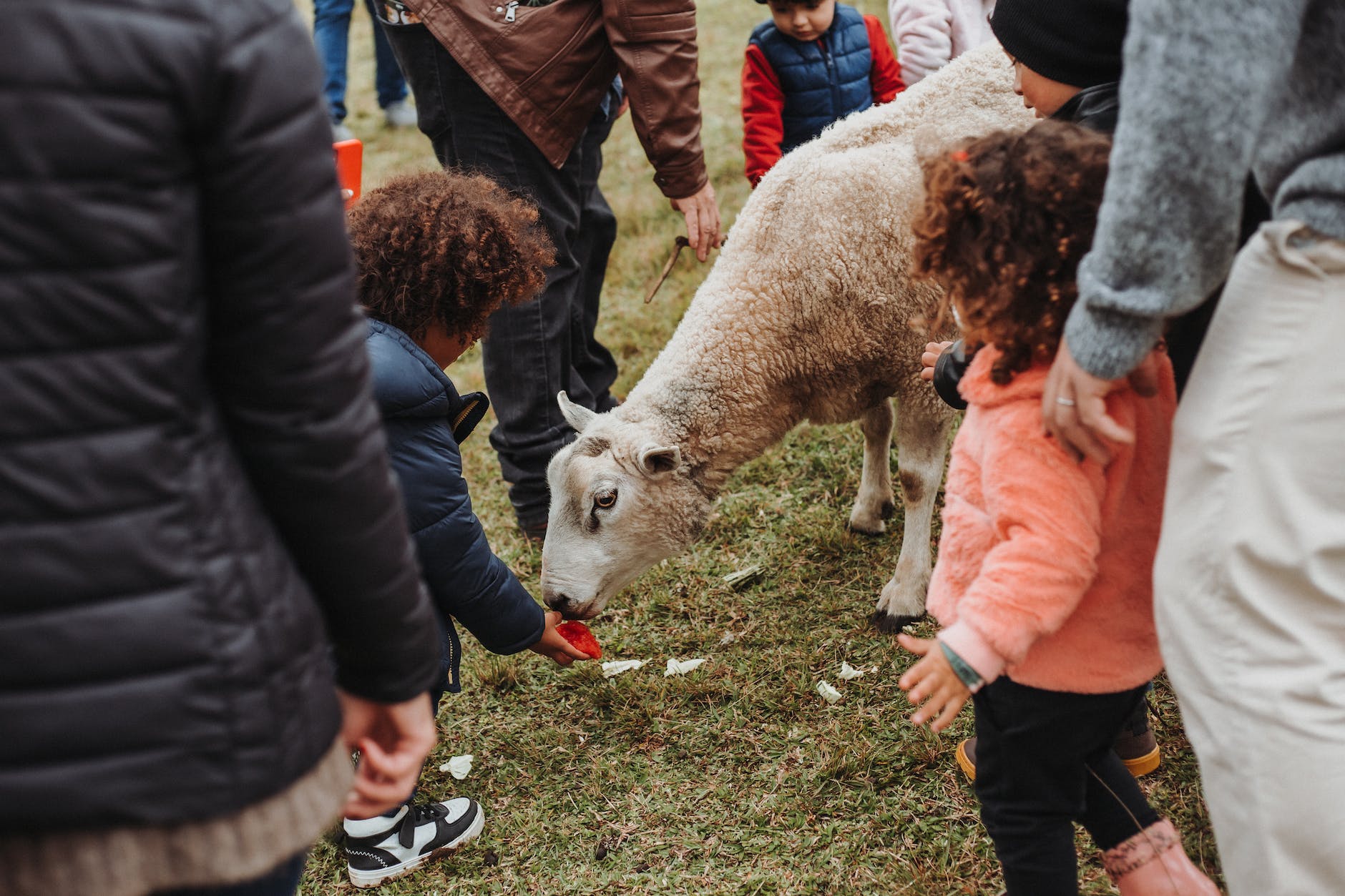 kid feeding sheep