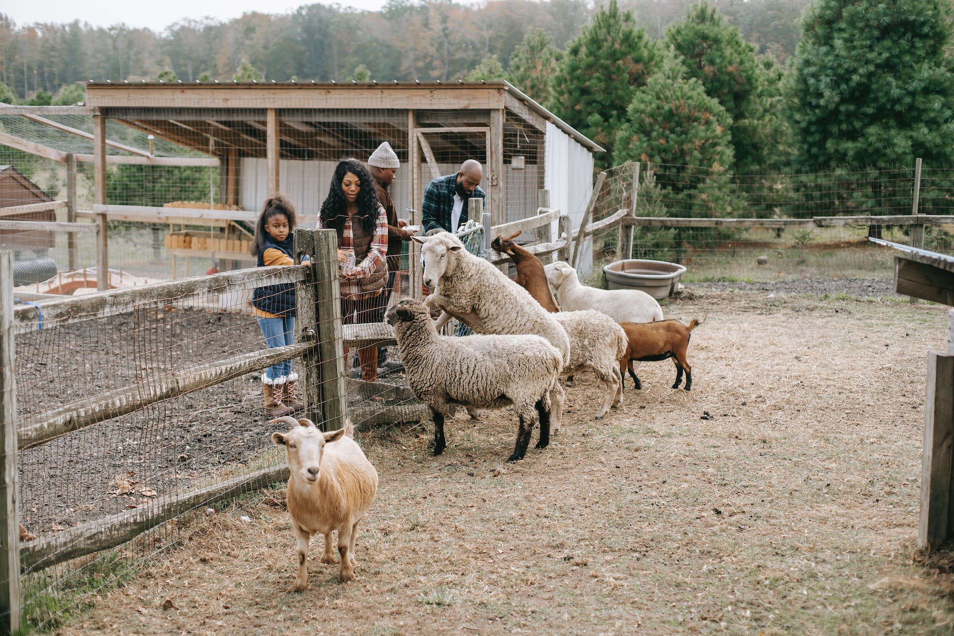 ethnic family giving food to livestock animals on farmland