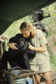 National Geographic Jane Goodall